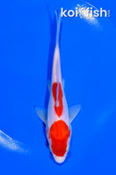 5.75" DOITSU KOHAKU
