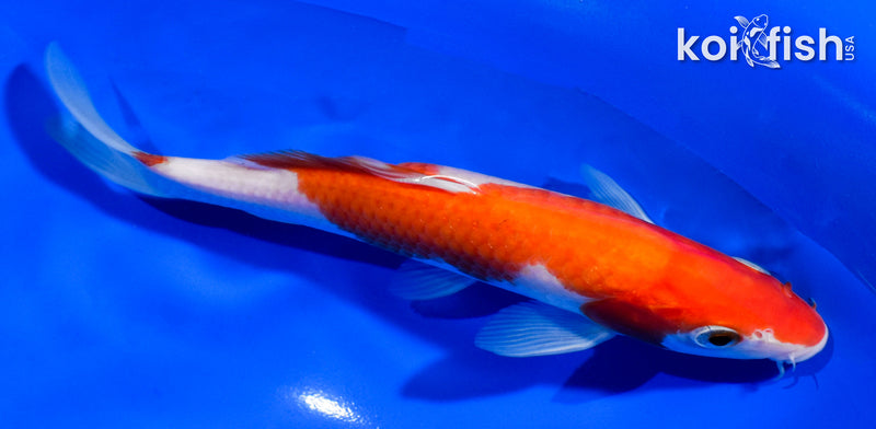 6.5" KOHAKU