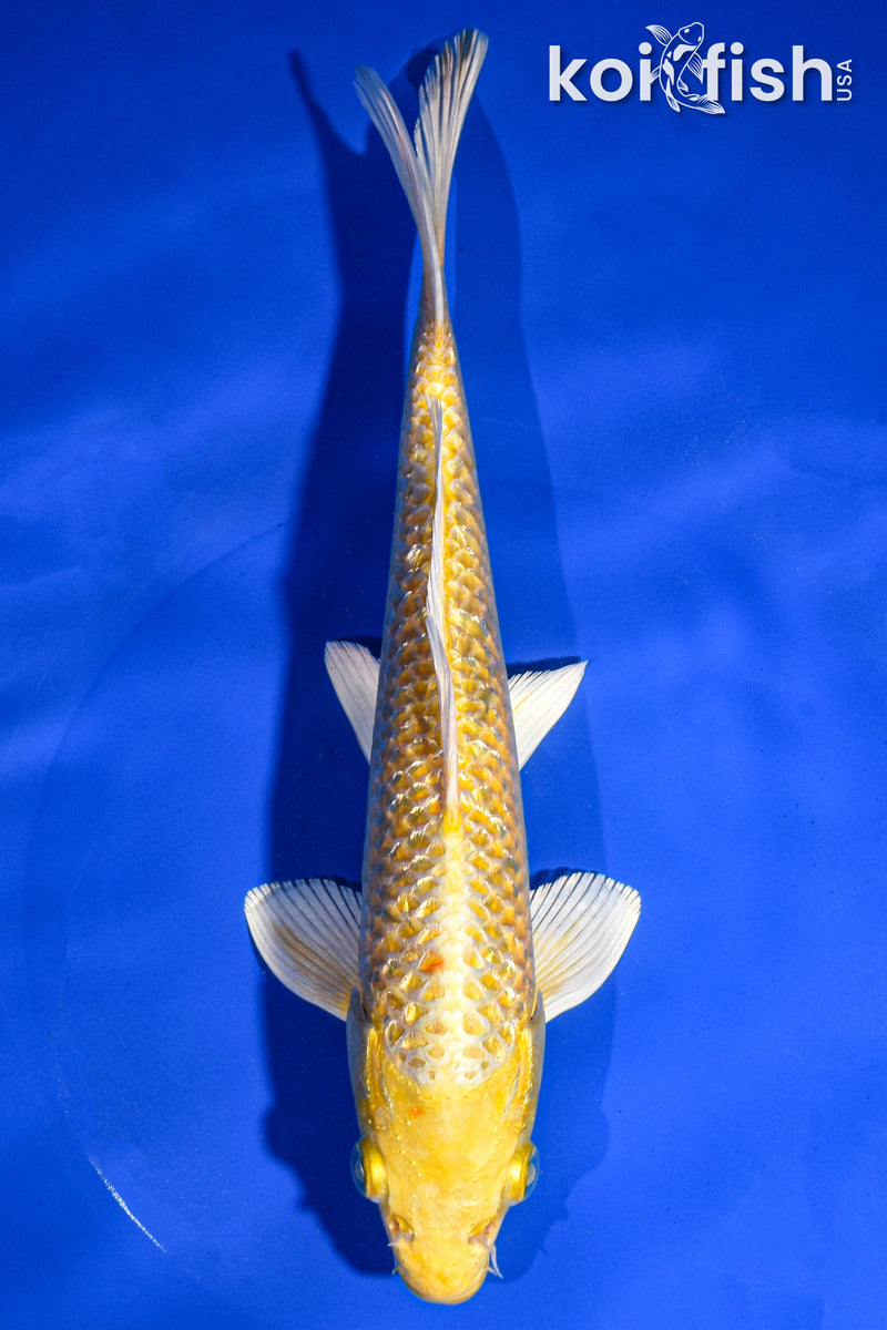 9" GINRIN YAMABUKI OGON