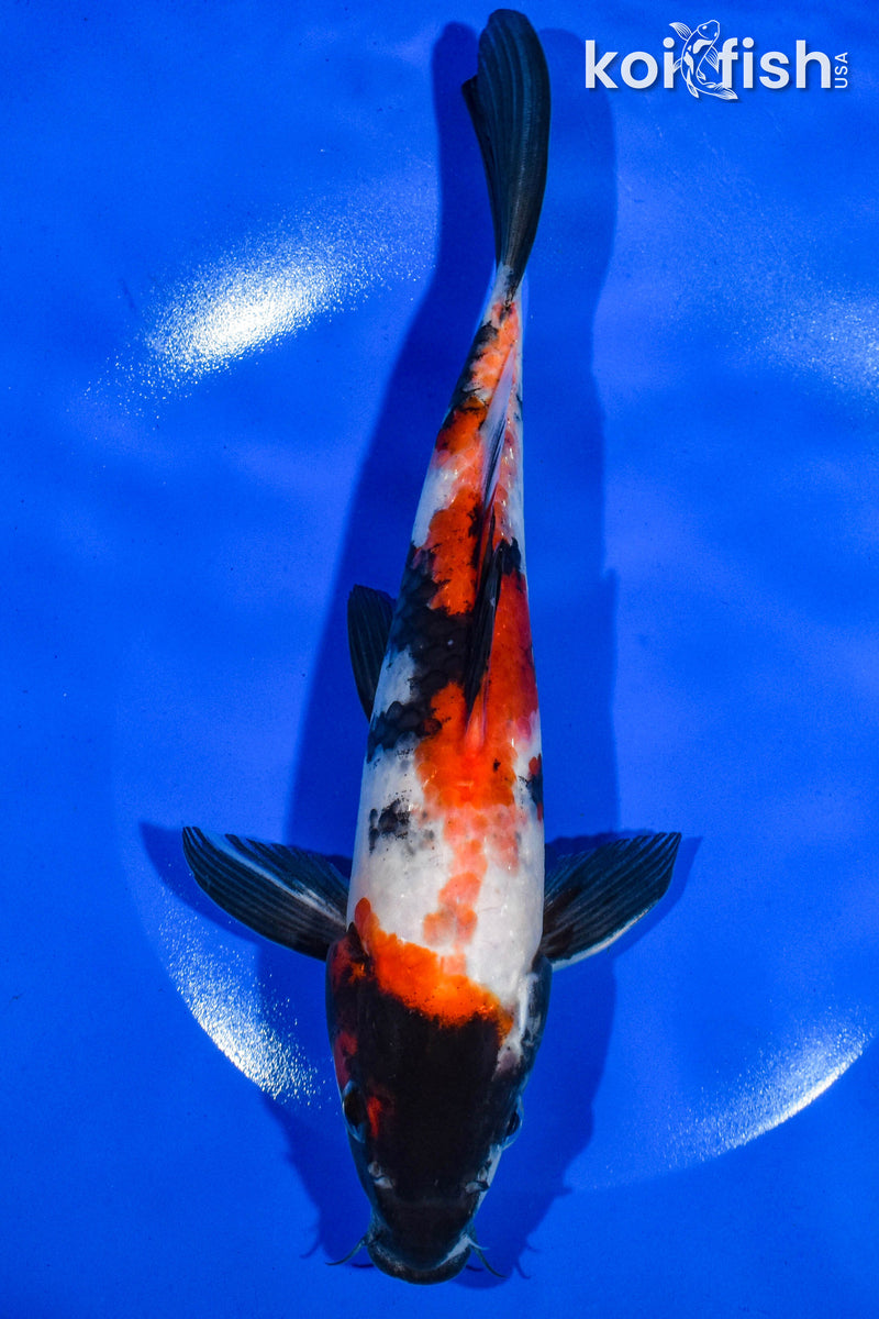 9.5" SHOWA