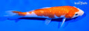 7" GINRIN KOHAKU