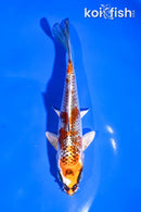 5.5"  KUJAKU