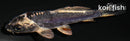 3.75" BENI KIKOKURYU