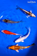 PACK OF (5) 4-5" STANDARD KOI