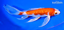 9" GINRIN HARIWAKE BUTTERFLY