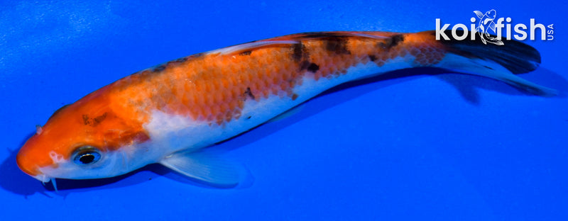 5.5" SANKE