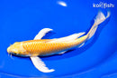 10" YAMABUKI OGON BUTTERFLY