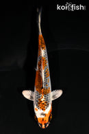 4.5" GINRIN KUJAKU