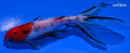 4" CALICO WAKIN GOLDFISH