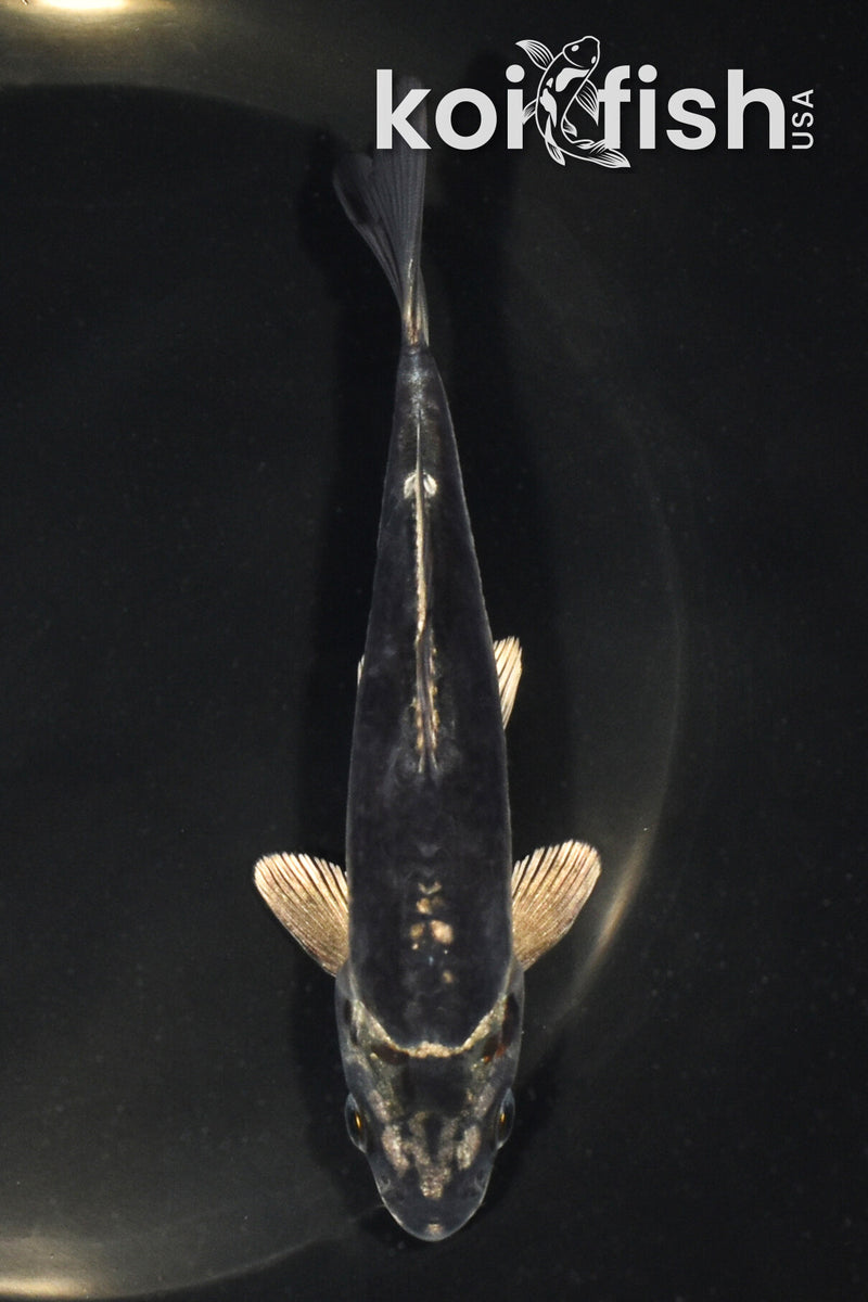 5.5" KIKOKURYU