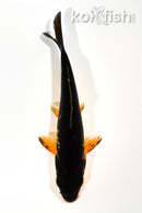 6" ORENJI MATSUBA