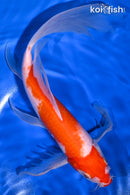 10.75" KUCHIBENI KOHAKU BUTTERFLY