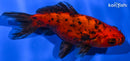 4.25" CALICO WAKIN GOLDFISH