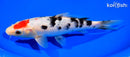 8" TANCHO SANKE