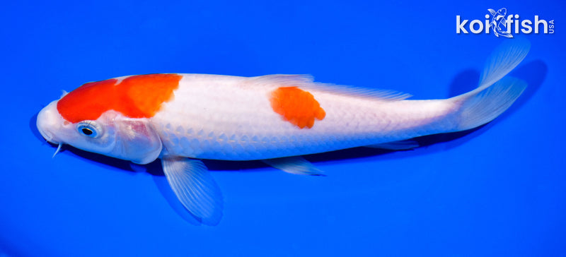 8.5" MARUTEN KOHAKU