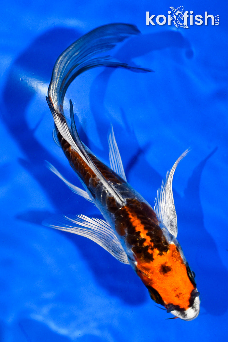 5.5" BENI KIKOKURYU BUTTERFLY