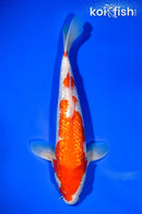 10" GINRIN KOHAKU