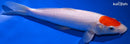 9.75" TANCHO KOHAKU