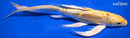 8.25" DOITSU YAMABUKI OGON BUTTERFLY