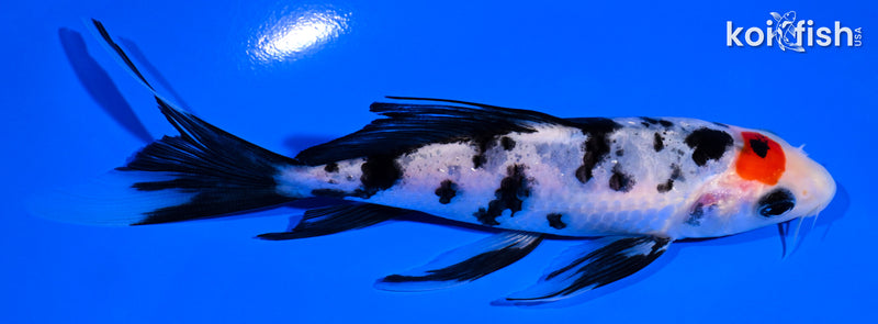 5.5" TANCHO SANKE BUTTERFLY