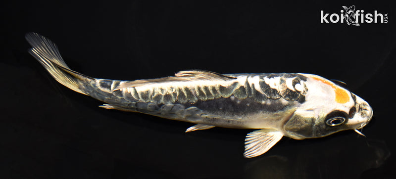 6.75" KIN KIKOKURYU