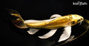 11" KIN KIKOKURYU BUTTERFLY