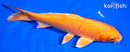 7.5" ORENJI OGON
