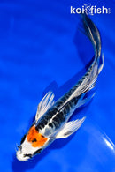 5" DOITSU KUJAKU BUTTERFLY