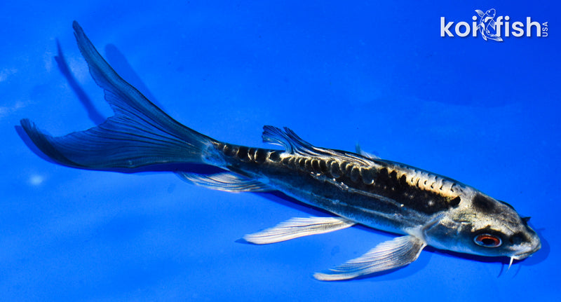 5.5" BENI KIKOKURYU BUTTERFLY