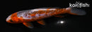 5.5" HI SHUSUI