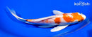 8.75" HARIWAKE BUTTERFLY