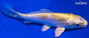 5.5" DOITSU LEMON HARIWAKE
