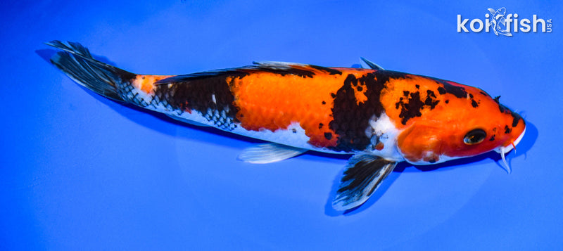 9.75" HI SHOWA