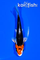 5" BENI KIKOKURYU