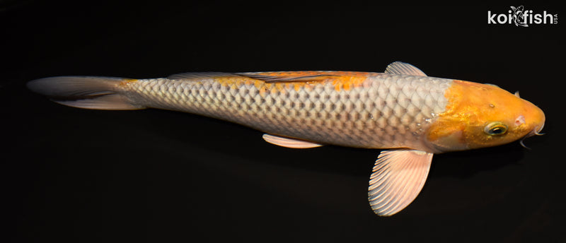 15.25" OCHIBA SHIGURE
