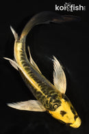 7" ARAGOKE KIN KIKOKURYU BUTTERFLY