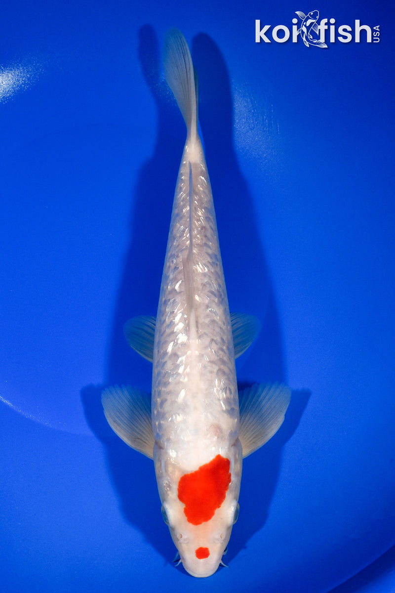10.5" GINRIN MARUTEN KOHAKU