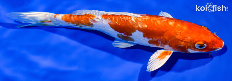 8" KIKUSUI