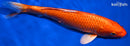 9" ORENJI OGON