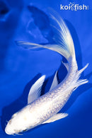 6" GINRIN PLATINUM OGON BUTTERFLY