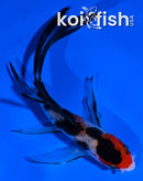 4.5" SANKE BUTTERFLY