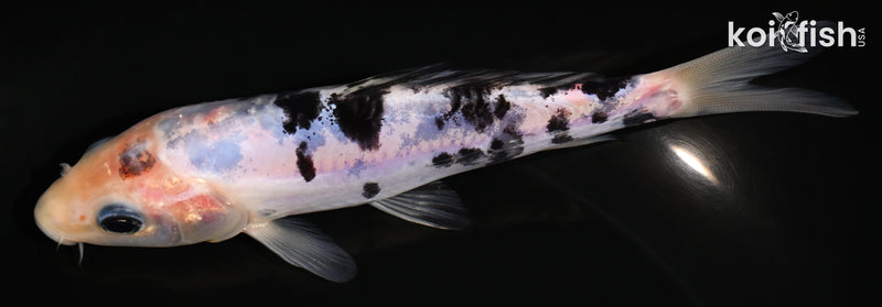 5.5" DOITSU SHIRO BEKKO