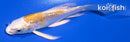 4.5" GINRIN LEMON HARIWAKE BUTTERFLY