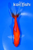 5.75" SARASA WAKIN GOLDFISH
