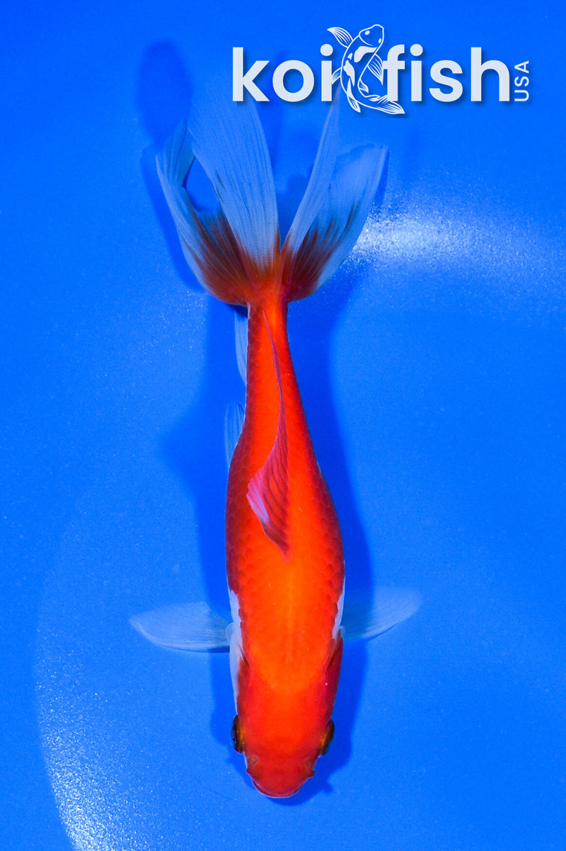 5.75" SARASA WAKIN GOLDFISH