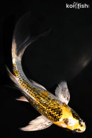 5.75" GINRIN KUJAKU BUTTERFLY