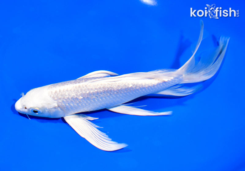 8.5" GINRIN PLATINUM OGON BUTTERFLY