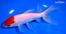 7.75" TANCHO SARASA WATONAI GOLDFISH