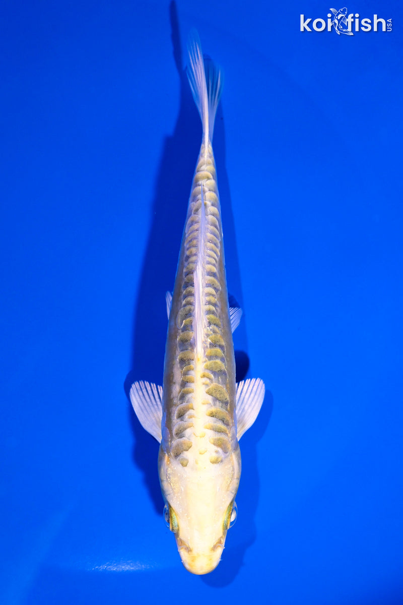 5.5" ARAGOKE KI MATSUBA