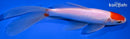 7.25" TANCHO SARASA COMET GOLDFISH